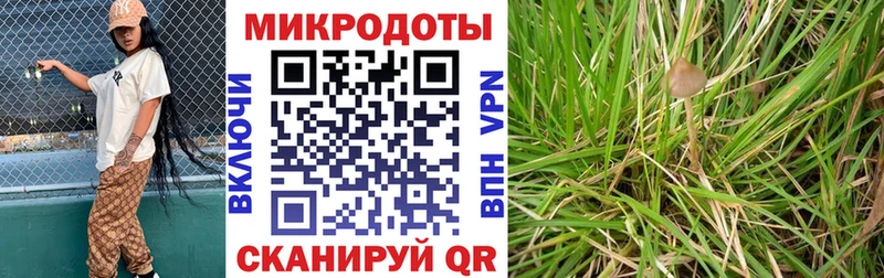 Купить где Чёрмоз Галлюциногенные грибы Psilocybine cubensis